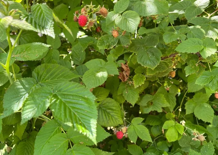 Kuca Na Obali Save * Obrenovac (Belgrade)