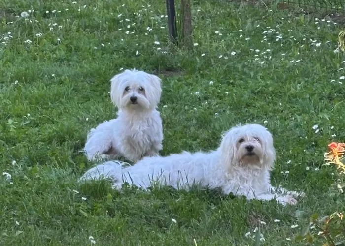 Kuca Na Obali Save 公寓 Obrenovac (Belgrade)